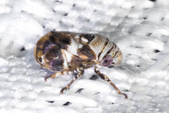 Clastoptera arizonana