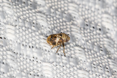 Clastoptera arizonana
