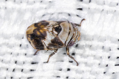Clastoptera arizonana