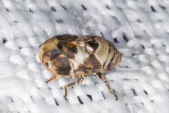 Clastoptera arizonana