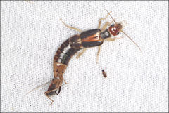 Labidura truncata