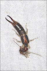 Labidura truncata