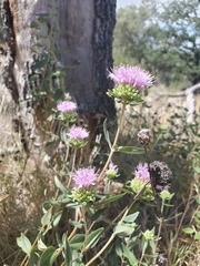 Monardella sheltonii