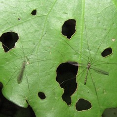 Limnophilella delicatula