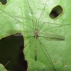 Limnophilella delicatula