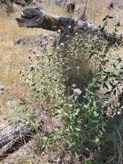 Monardella sheltonii