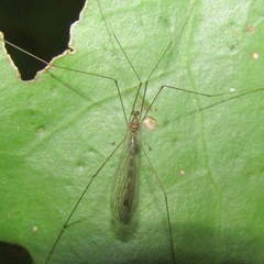 Limnophilella delicatula