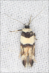 Macrobathra euryleuca