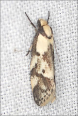Palimmeces variegata