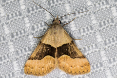 Hemeroplanis incusalis