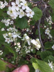 Crataegus canadensis