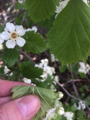 Crataegus canadensis