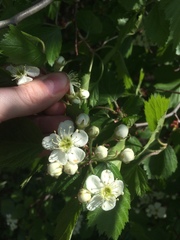Crataegus canadensis