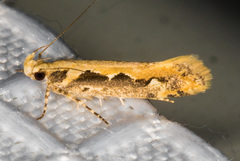 Ornativalva erubescens