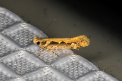 Ornativalva erubescens