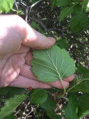 Crataegus canadensis