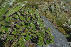 Brachyglottis bidwillii bidwillii