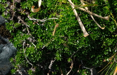 Celmisia bellidioides