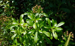 Traversia baccharoides