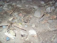 Physalaemus biligonigerus