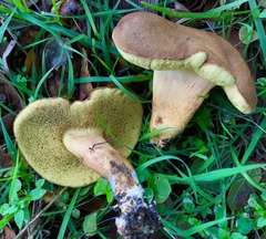 Boletus subtomentosus image