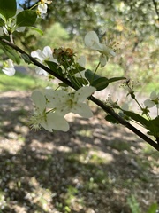 Malus sargentii