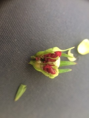 Crataegus suborbiculata