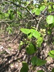 Crataegus suborbiculata