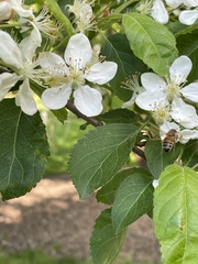 Malus sargentii