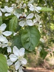 Malus sargentii