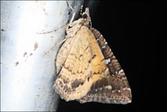 Chrysolarentia
