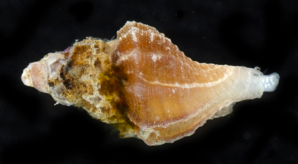 Kurtzia