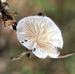 Cheimonophyllum candidissimum image