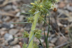 Ipomopsis spicata spicata