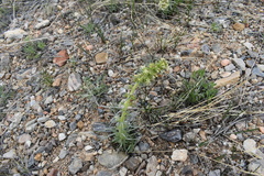 Ipomopsis spicata spicata