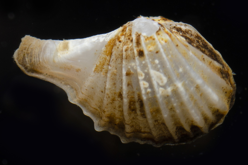 Dipper Clams