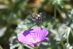 Triepeolus subnitens