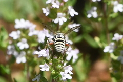 Triepeolus subnitens