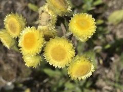 Helichrysum arenarium