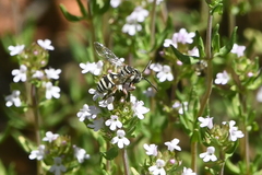 Triepeolus subnitens