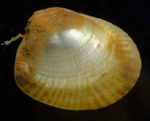 Acila castrensis observed 2019-04-11