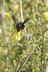 Xylocopa californica diamesa