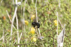 Xylocopa californica diamesa