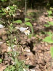Penstemon pallidus