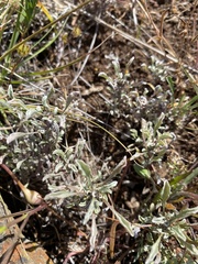 Hesperevax sparsiflora