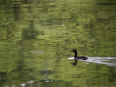Tachybaptus ruficollis