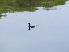 Tachybaptus ruficollis
