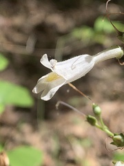 Penstemon pallidus