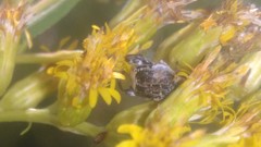 Penthobruchus germaini