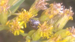 Penthobruchus germaini